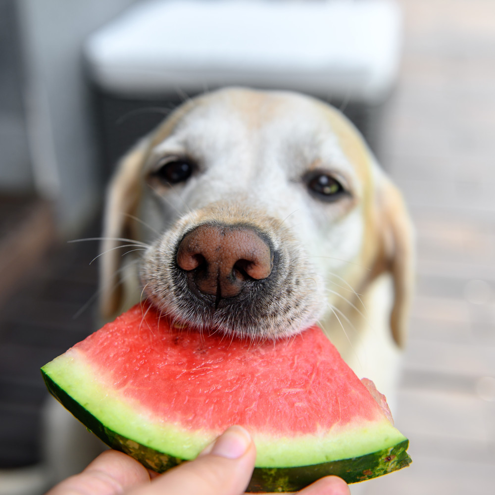 Watch Watermelon Cake Recipe for Dogs