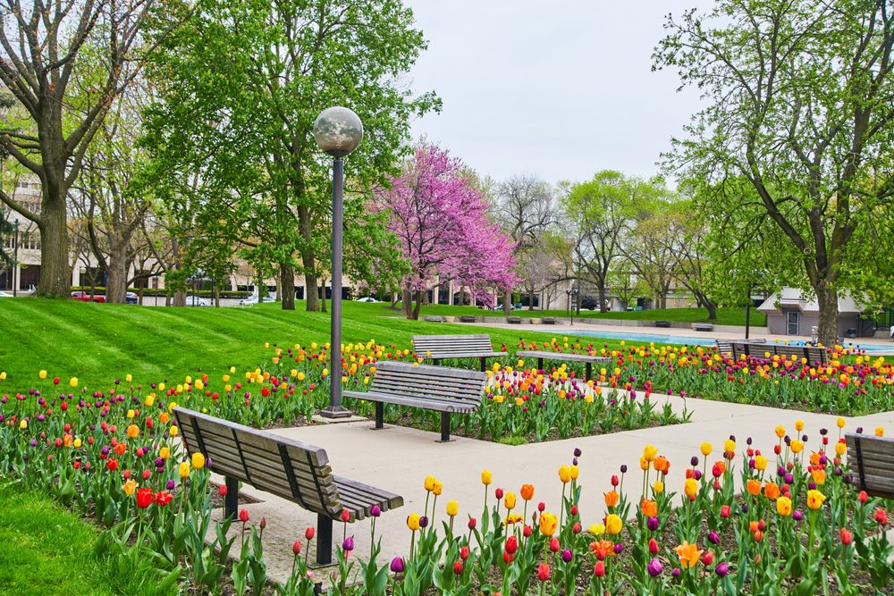 Freimman square tulip garden in summer