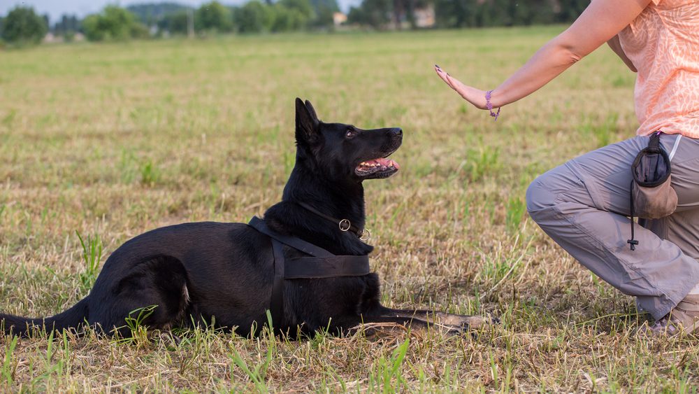 german shepherd dog in training