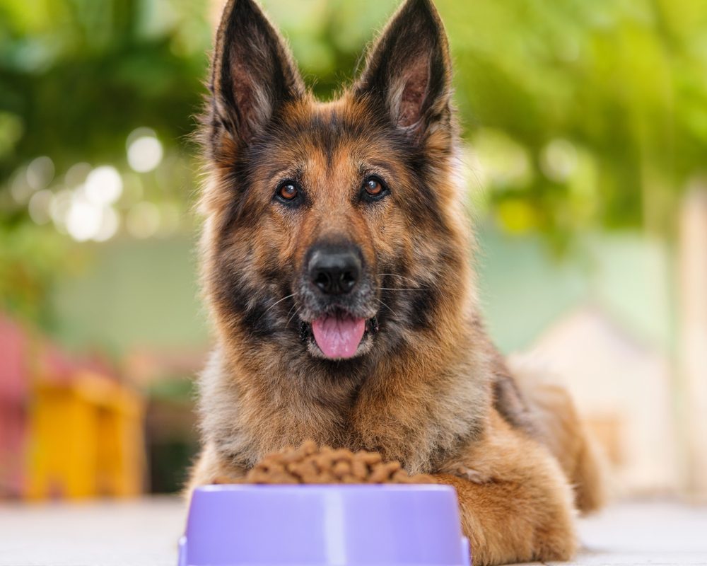 german shepherd next to food bowl