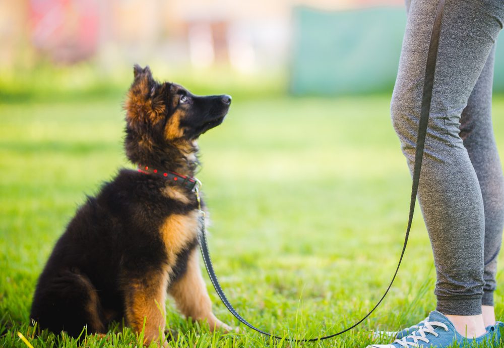 german shepherd pup sitting looking at owner