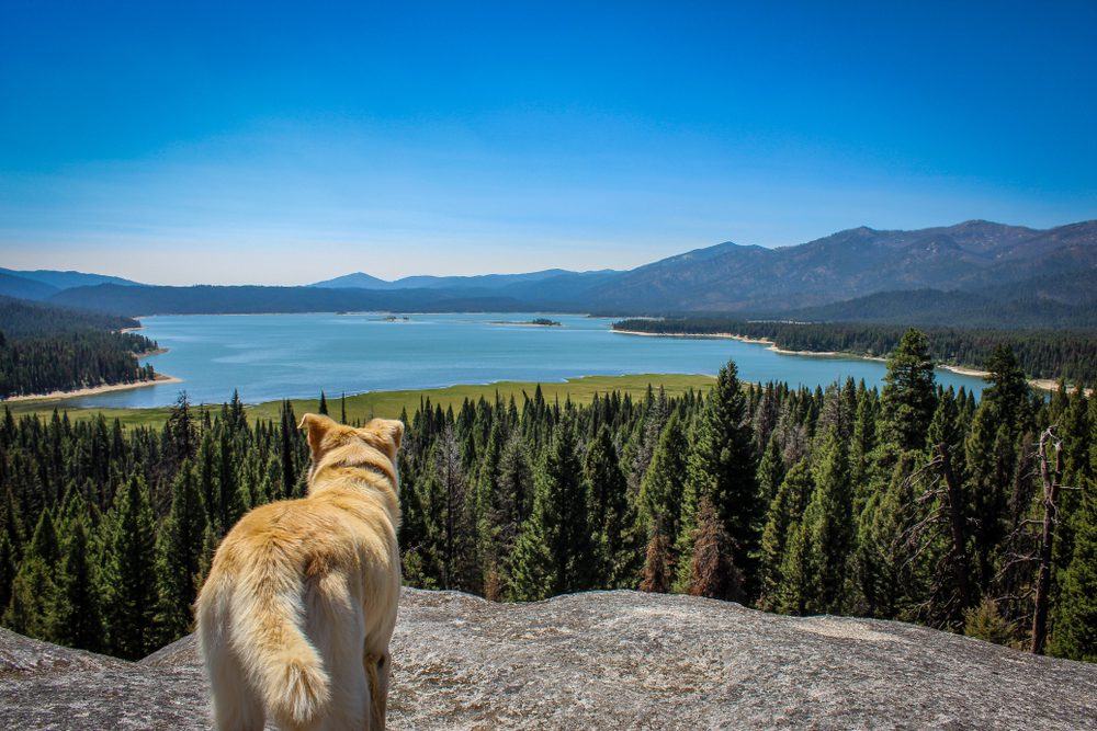 golden dog overlooking Deadwood Reservoir in Boise National Forest
