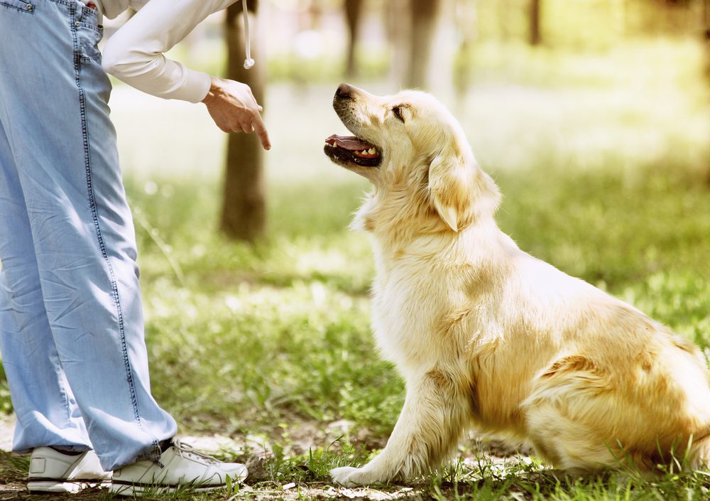 golden retriever being told to sit