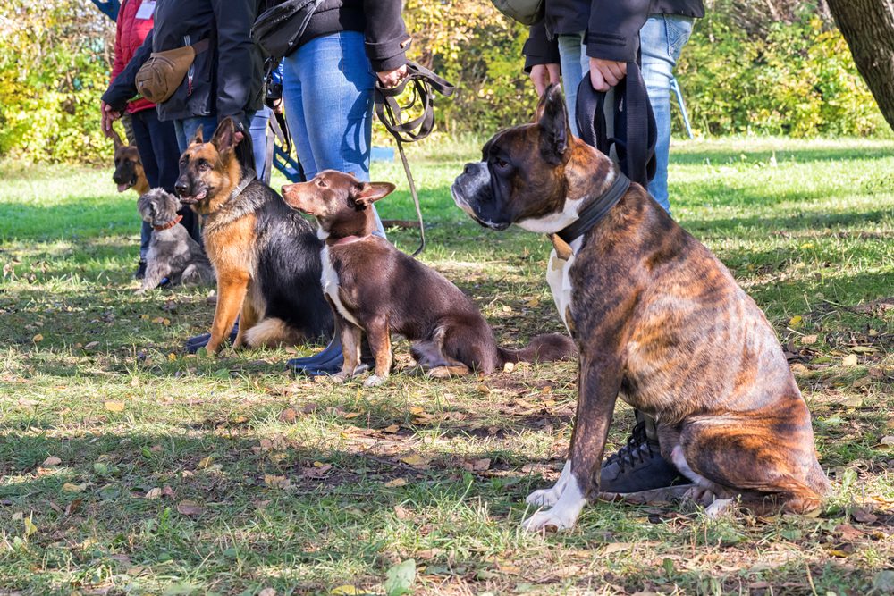 group dog training