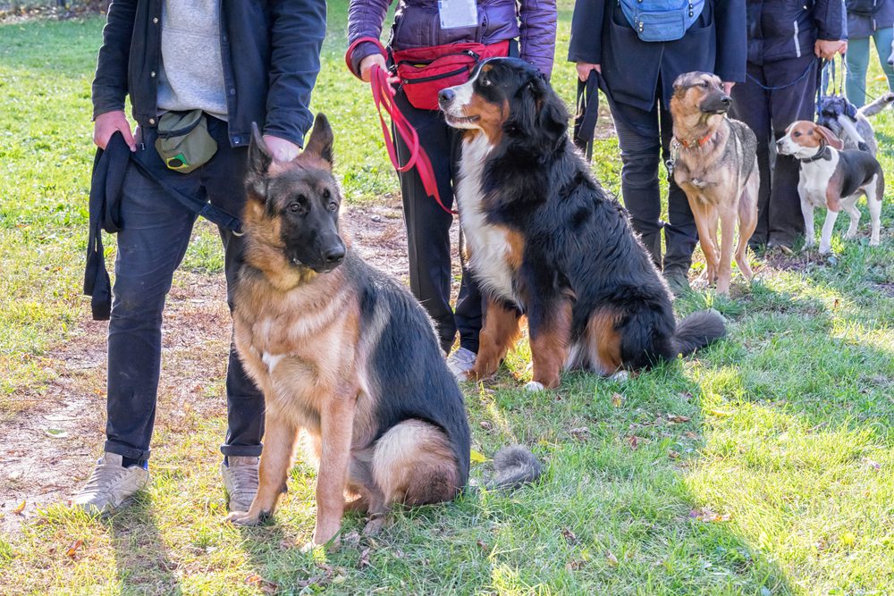 group of dogs being trained