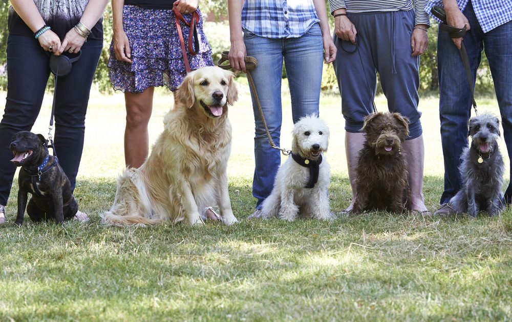 group of dogs with their owners