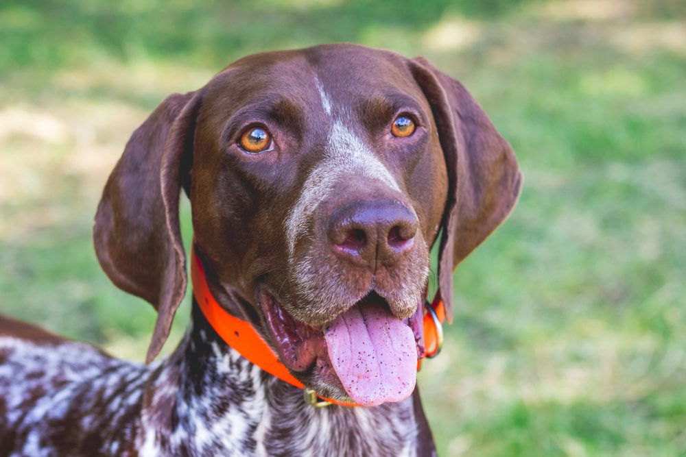 gsp wearing orange collar
