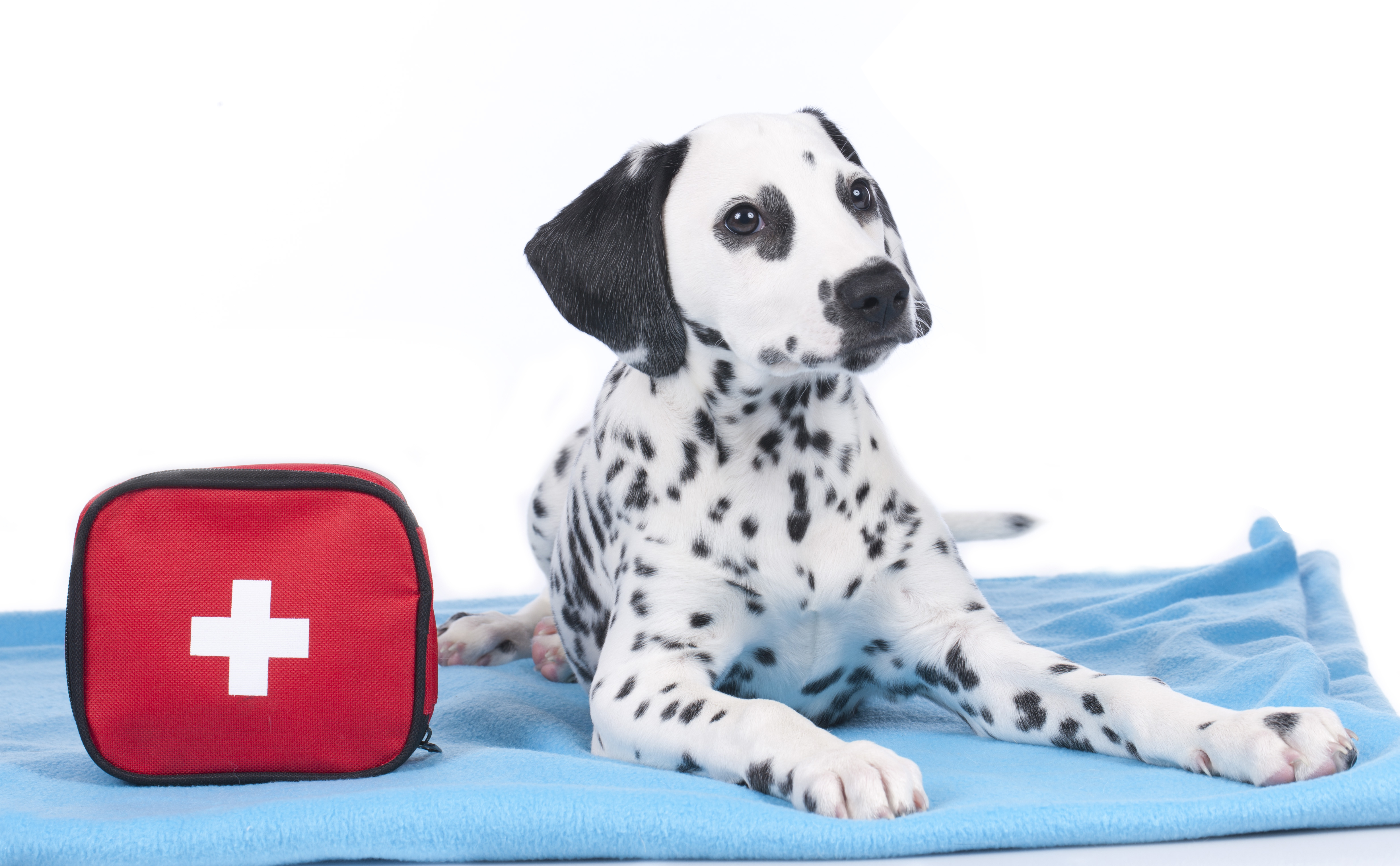 General Dog First Aid and CPR