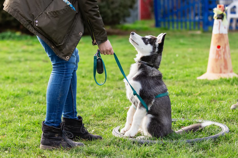 Husky puppy on a leash held by a woman sits in a hoop