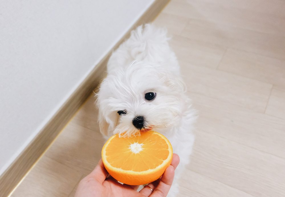 maltese puppy biting orange