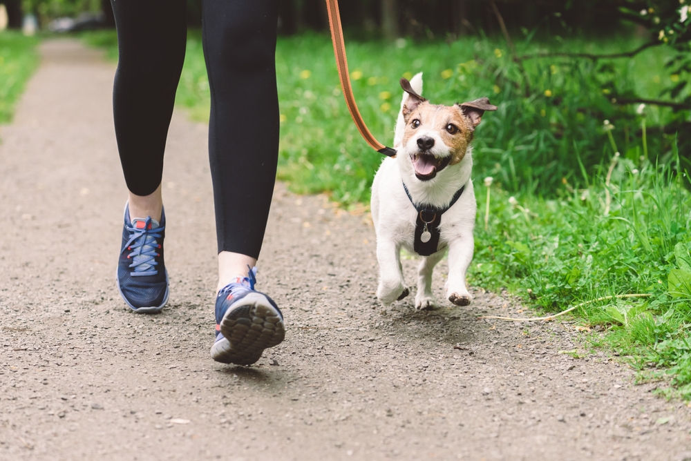 Teaching Your Dog to Match Your Pace