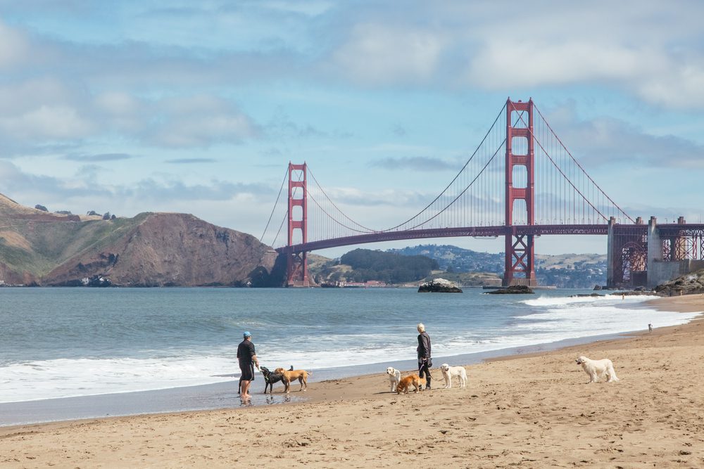 people on the beach with dogs