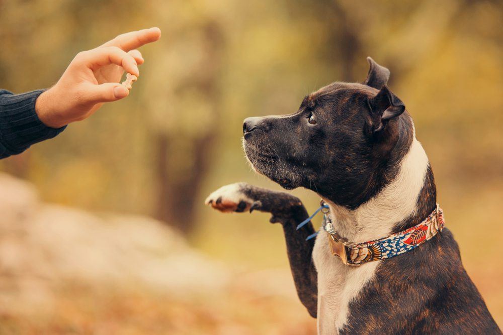 pitbull raises its paw towards hand holding a treat