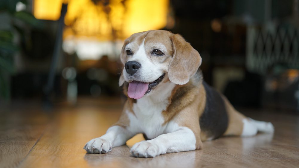 Pocket beagle sitting on hardwood floors