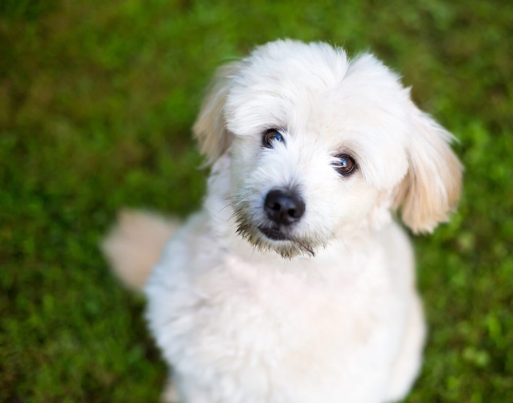 Pomapoo looking up