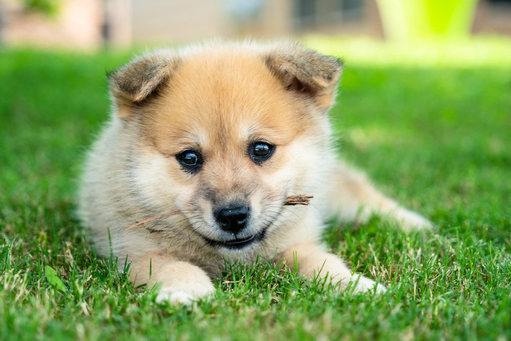 pomsky laying in grass