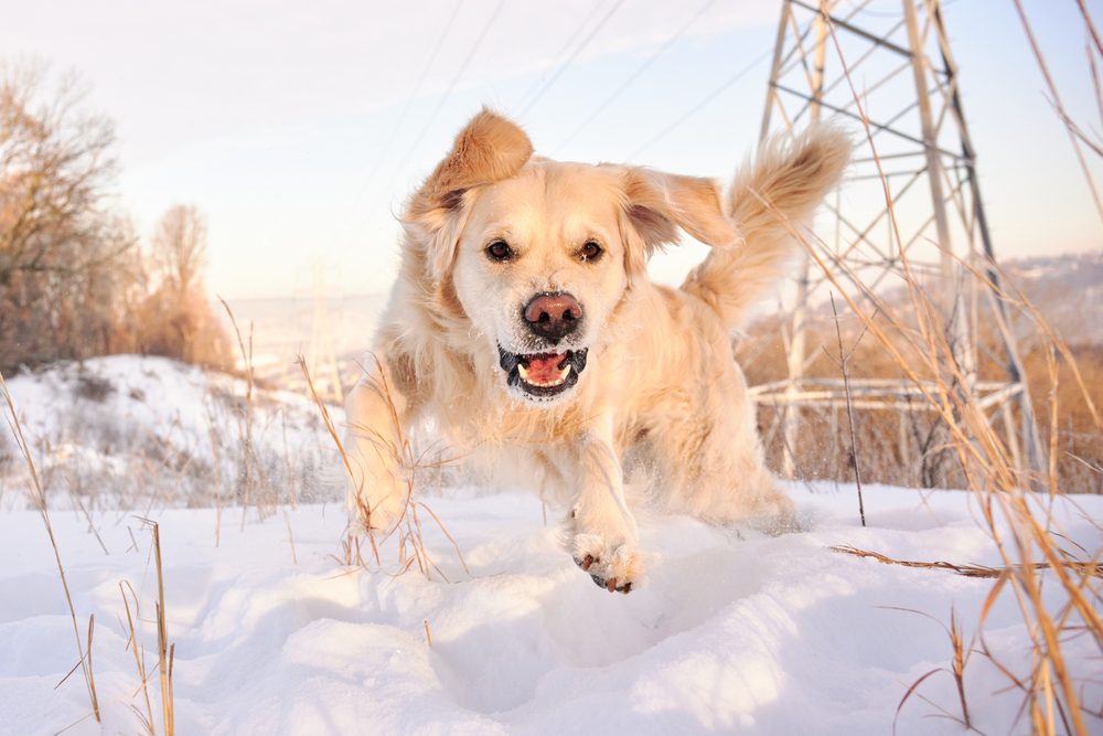 retriever plays in the snow