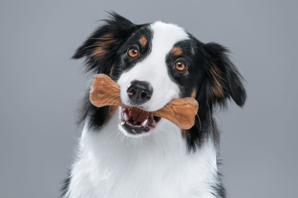 Close,Up,Portrait,Of,Cute,Young,Australian,Shepherd,Dog,With