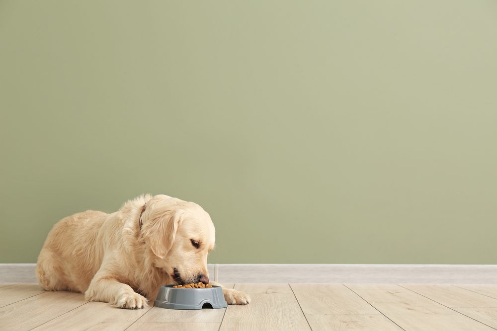 Cute,Dog,Eating,Food,From,Bowl,Near,Color,Wall