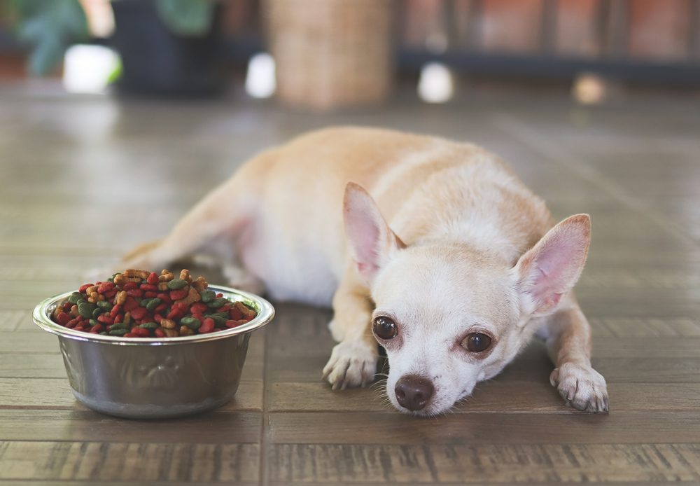 Portrait,Of,Sad,Or,Sick,Chihuahua,Dog,Get,Bored,Of