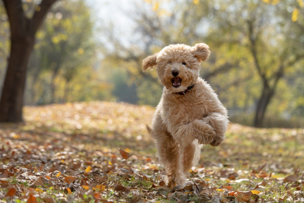 A,Happy,Mini,Golden,Doodle,Puppy,Playing,In,The,Park