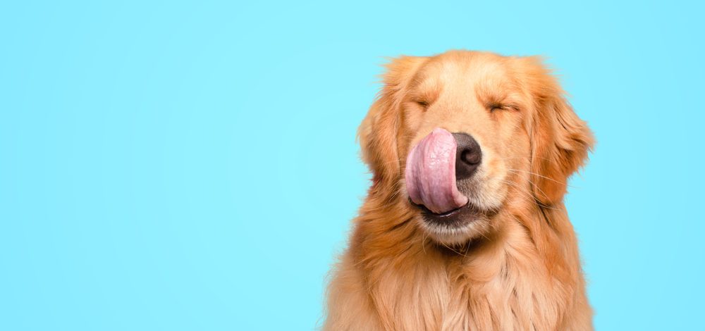 Closed,Eyes,Golden,Retriever,Licking,Nose,Light,Blue,Background