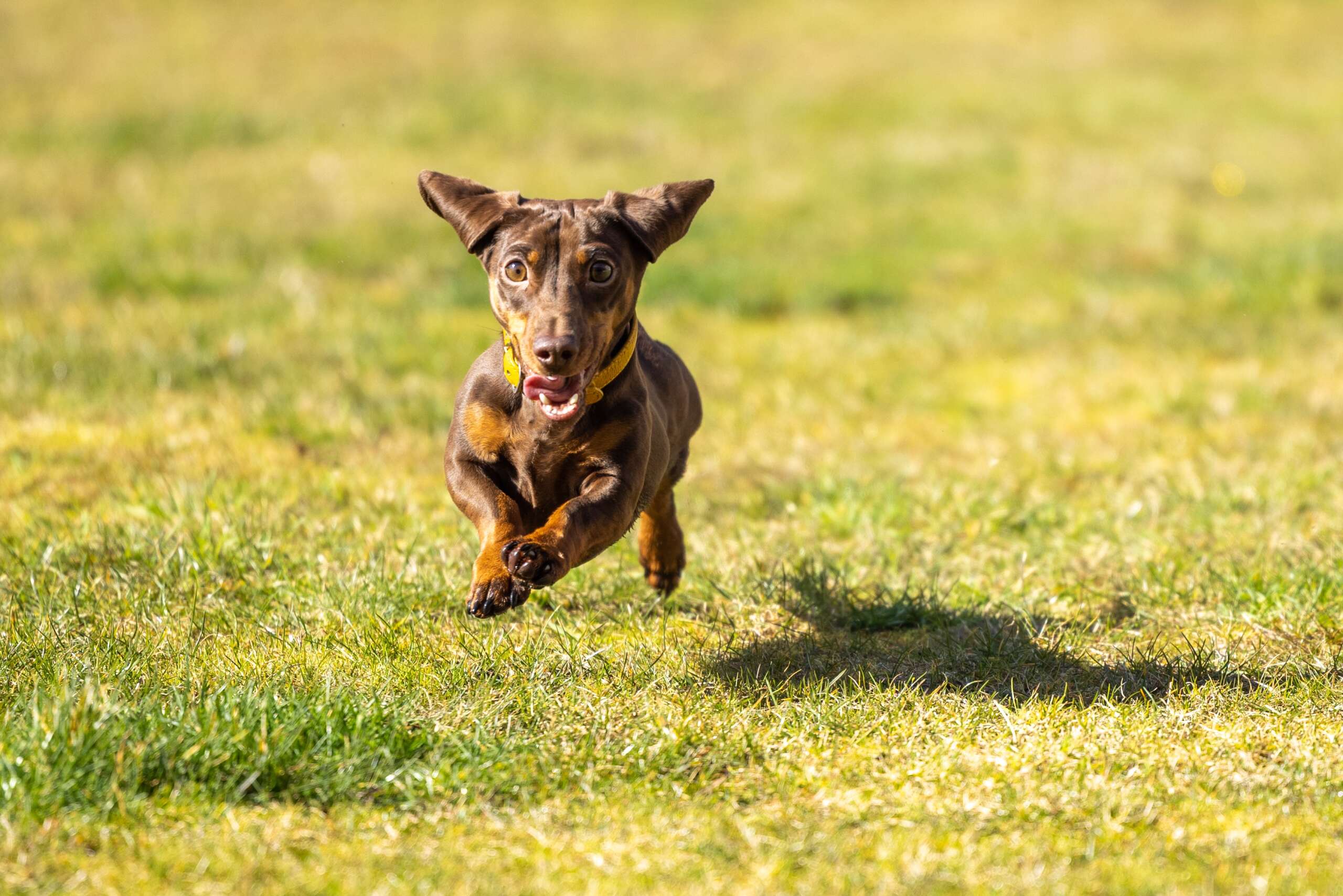 Miniature,Dachshund,Running,In,The,Park