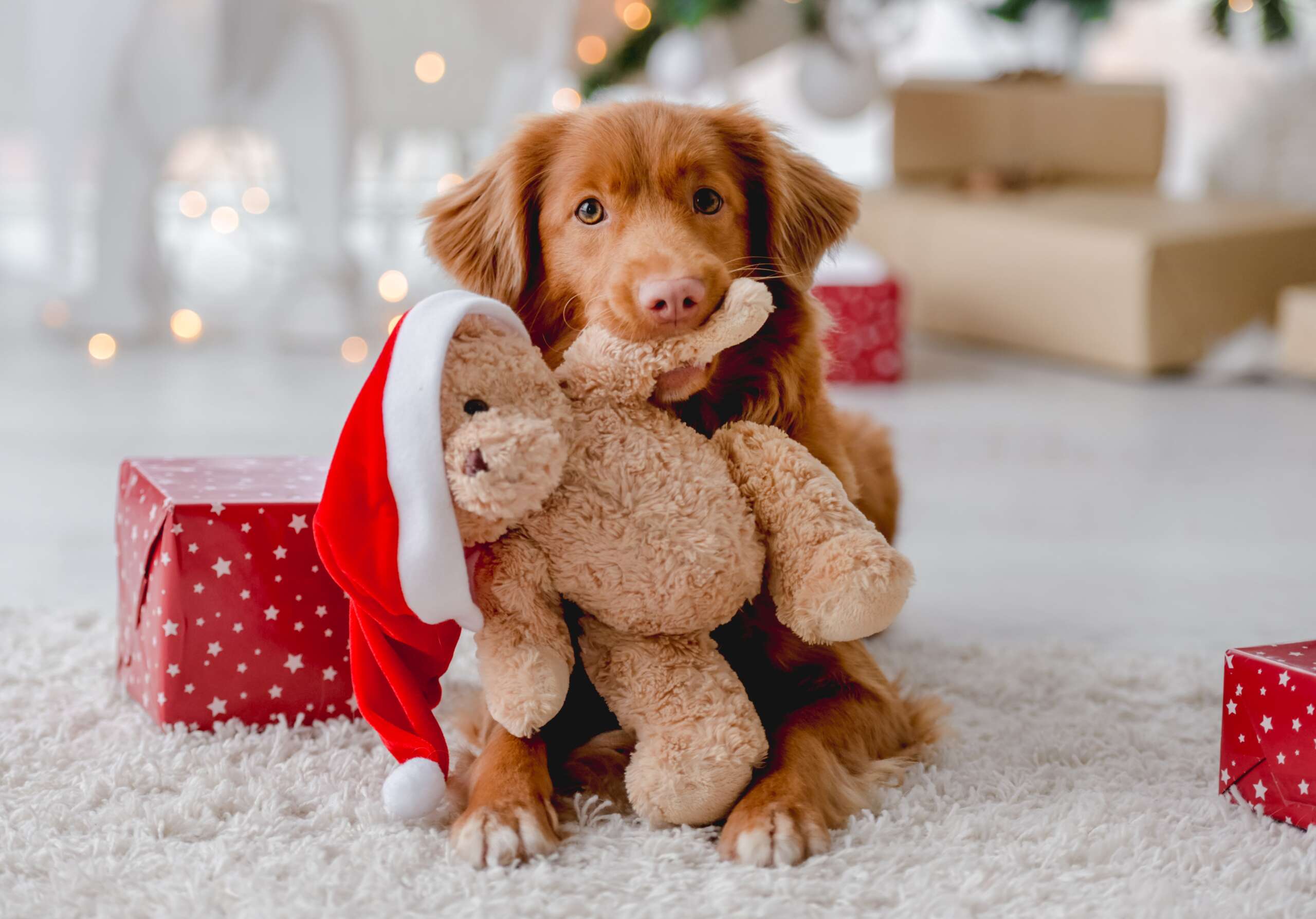 Toller,Retriever,Dog,In,Christmas,Time,Holding,Teddy,Bear,Toy