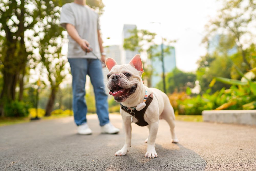 French,Bulldog,Breed,Walking,At,Pets,Friendly,Dog,Park,With