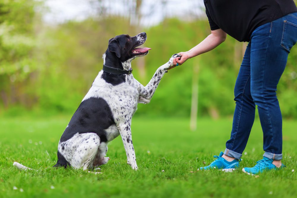 sitting dog giving paw to woman