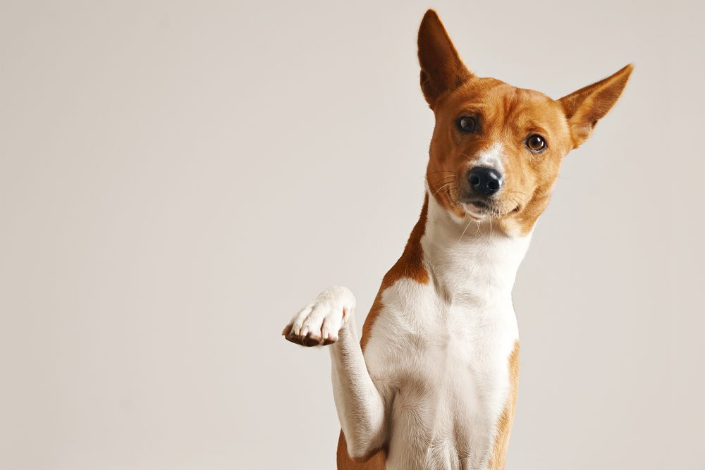 tan and white dog offering paw