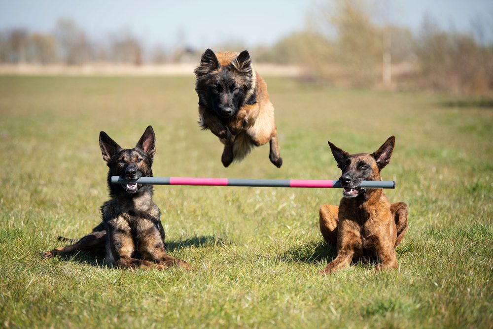 three dogs doing tricks