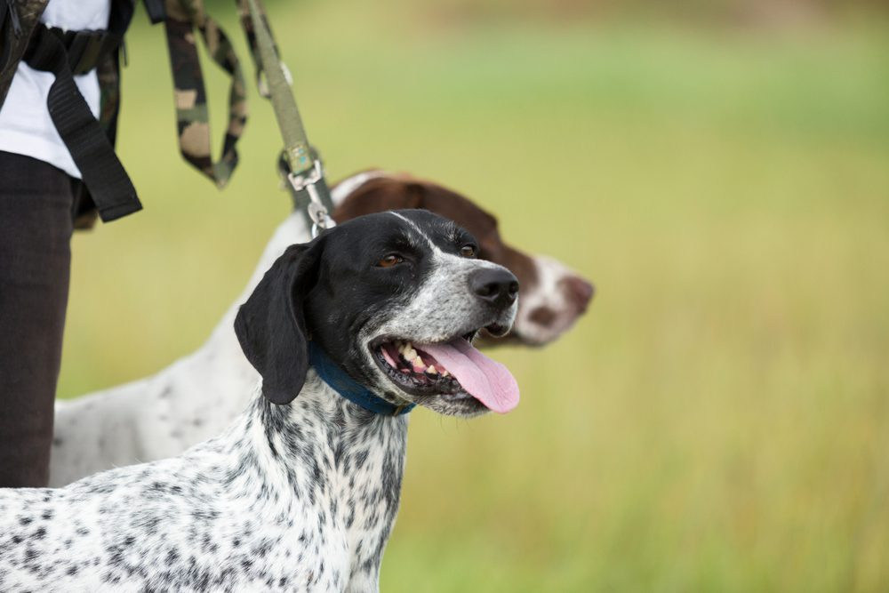 two dogs on a leash