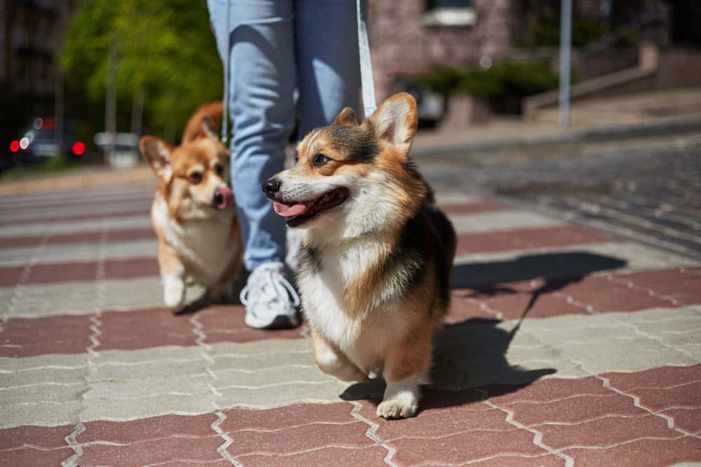 two dogs on leashes