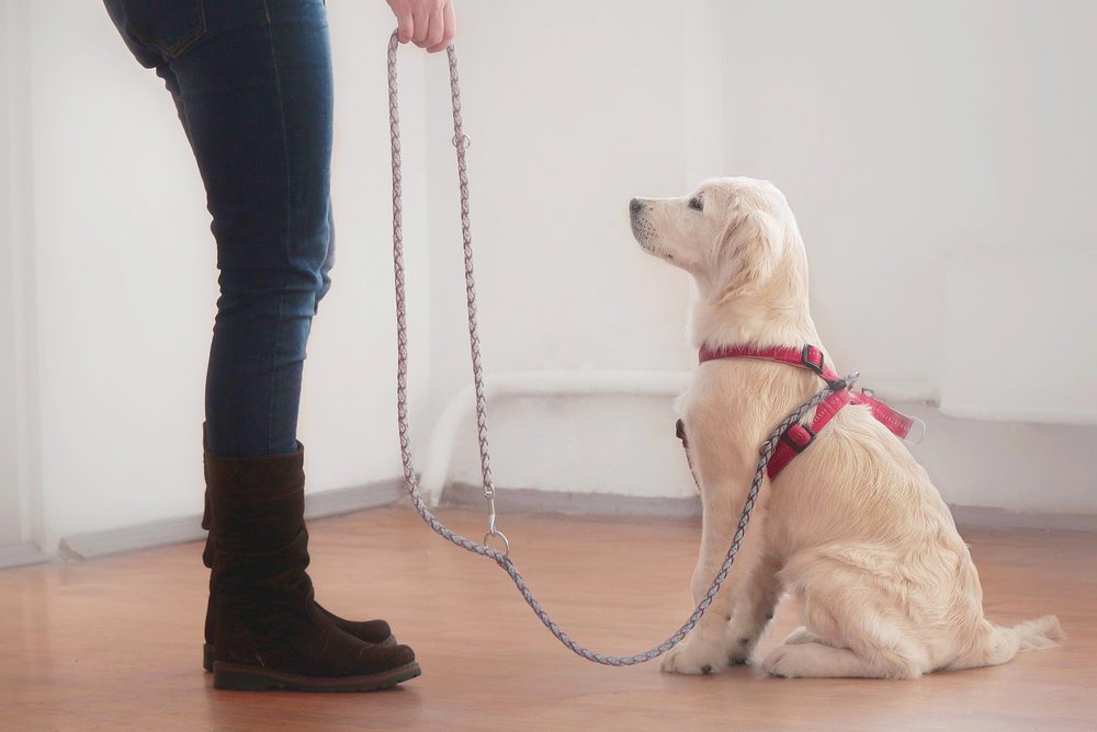 white dog on a leash