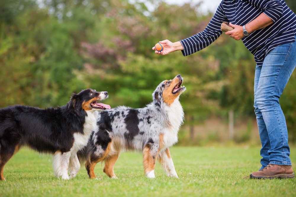 Woman training two Australian shepherd dogs