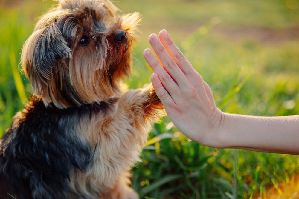 yorkie high fiving owner