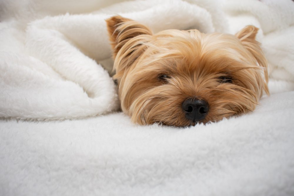 yorkie in a blanket