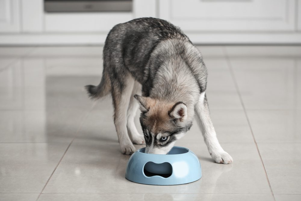 young siberian husky eating