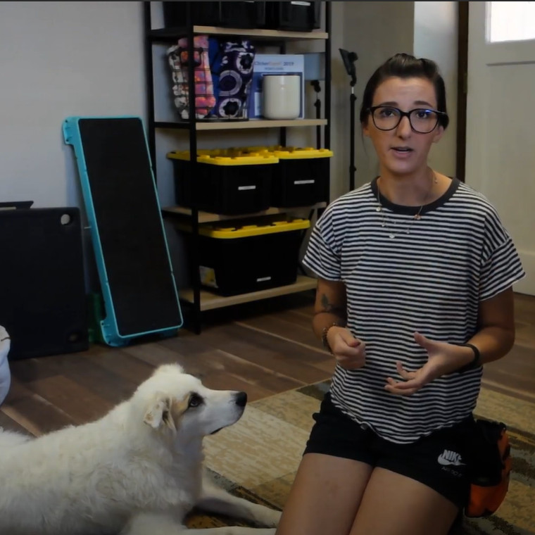 Watch A Game to Teach Engagement With Your Dog