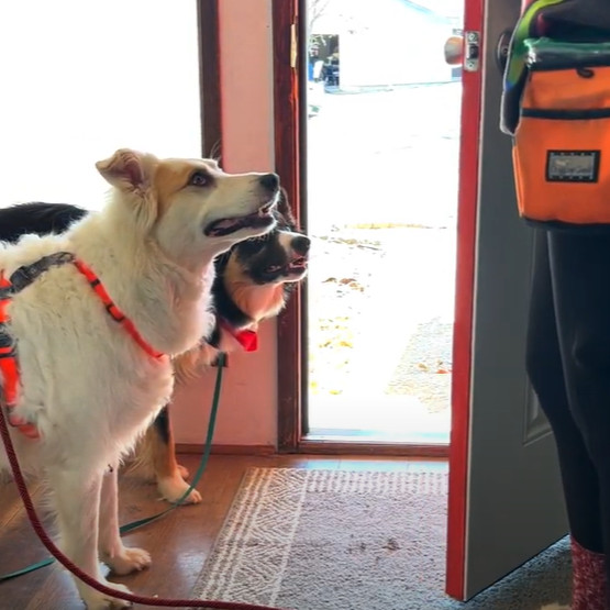 Watch Boundary Training With Your Puppy